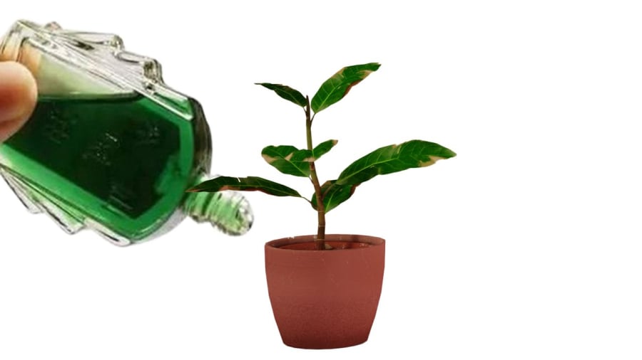 Dầu gió đuổi muỗi côn trùng ở chậu cây