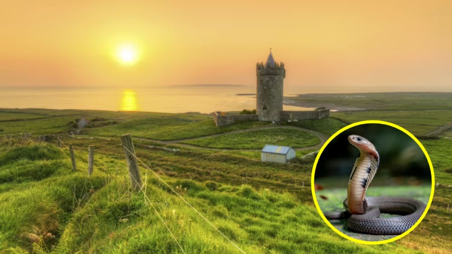 Ireland là quốc gia chưa từng có sự xuất hiện của rắn.