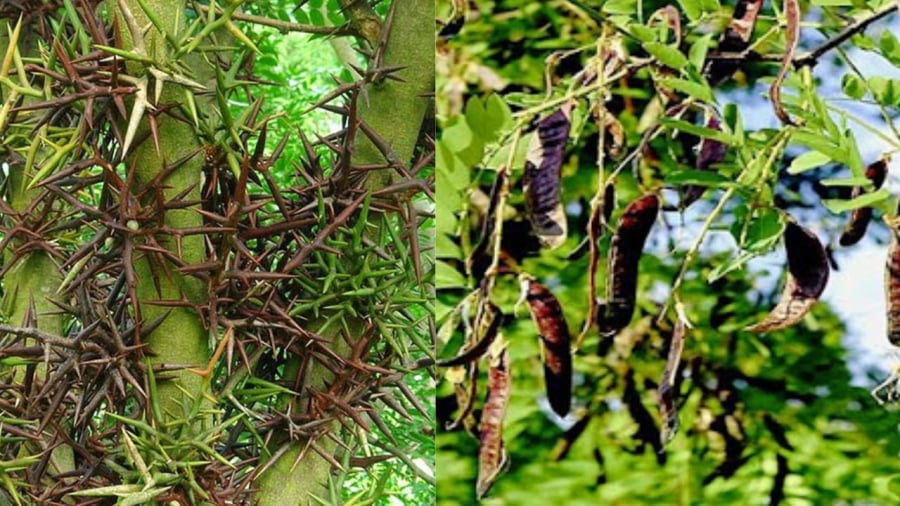 Cây nhiều gai gây sát khí