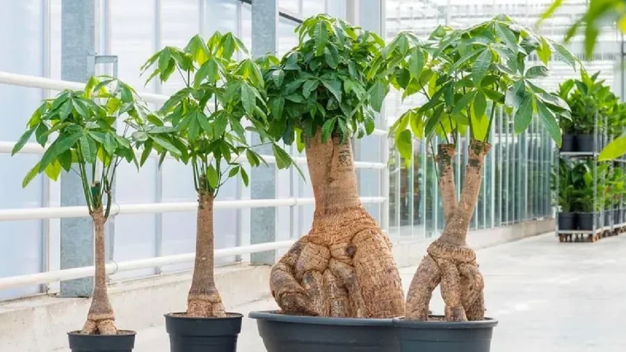 Cây kim ngân mang ý nghĩa phong thủy tốt, hợp cả 5 mệnh.