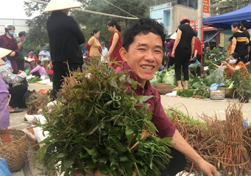 Người dân hái rau ngũ gia bì đem ra chợ bán kiếm thêm thu nhập. (Ảnh minh họa)