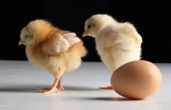 Về mặt lý thuyết, việc dùng hormone có thể ảnh hưởng đến quá trình rụng trứng và làm tăng khả năng xuất hiện hai lòng đỏ.