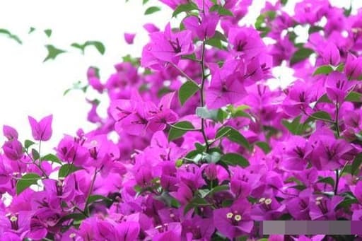 Dù bạn sử dụng loại giá thể nào (đất, cát, nước…), thì cành non hoặc cành bán hóa gỗ (vừa ngừng sinh trưởng) sẽ bén rễ nhanh và khỏe hơn so với cành già, già cỗi.