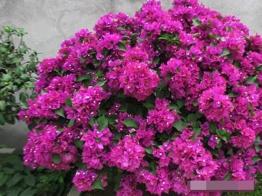 Theo kinh nghiệm gần đây, những cành non trụi lá (cành của năm) nếu được giâm trong nước ở nhiệt độ lý tưởng 23–25°C thì hoàn toàn có thể ra rễ mà không cần xử lý gì thêm.