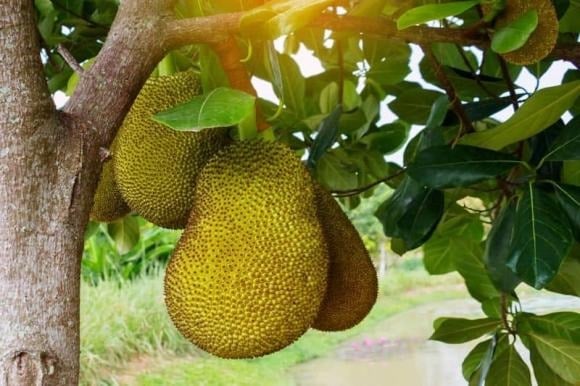 Cây mít là loại cây quen thuộc, vừa cho gỗ tốt vừa có quả ngon, nhưng theo quan niệm phong thủy và tín ngưỡng dân gian, đây lại là loại cây được khuyên không nên trồng trước nhà.