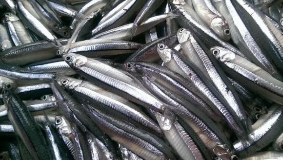 Tuy nhỏ bé, nhưng cá cơm lại chứa đựng giá trị dinh dưỡng lớn.