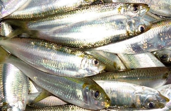 Khi đi chợ, cá trích là một trong những lựa chọn lý tưởng.