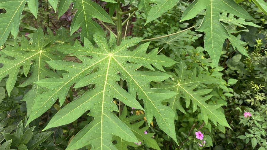 Lá đu đủ có nhiều lợi ích đối với sức khỏe.