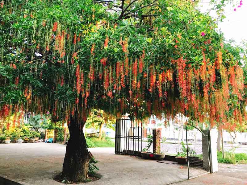Với tên gọi gắn liền với “lộc” và “vừng” – hai yếu tố biểu trưng cho sự dồi dào, cây lộc vừng từ lâu đã được người Việt yêu thích và ưu ái đặt trước cửa nhà