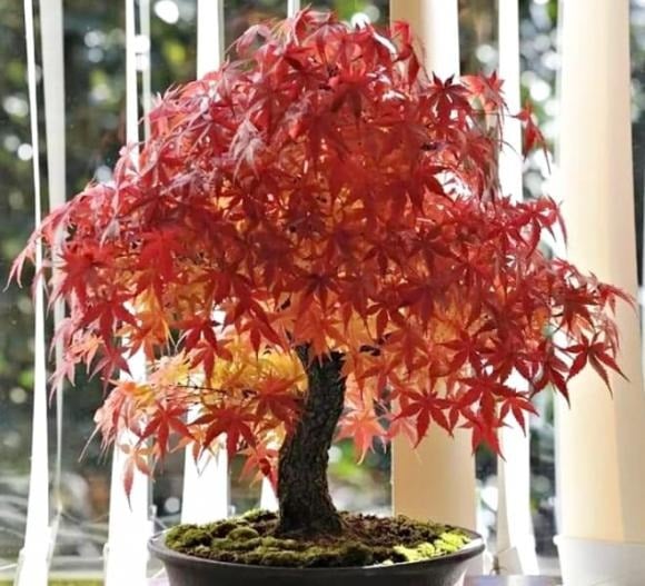 Để cây phát triển khỏe mạnh, nên trồng cây phong trong đất cát pha giàu mùn, đặt ở nơi thoáng mát, nhiều ánh sáng.