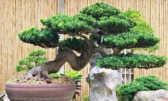 Tùng la hán là loại cây xanh quanh năm, có tuổi thọ cao, biểu tượng cho sự trường thọ và sức khỏe bền bỉ.