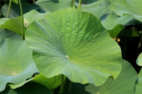 Lá sen chứa các hoạt chất quý như nuciferine và nelumboine – những loại alkaloid có khả năng phân giải chất béo và thúc đẩy quá trình bài tiết mỡ thừa ra khỏi cơ thể.