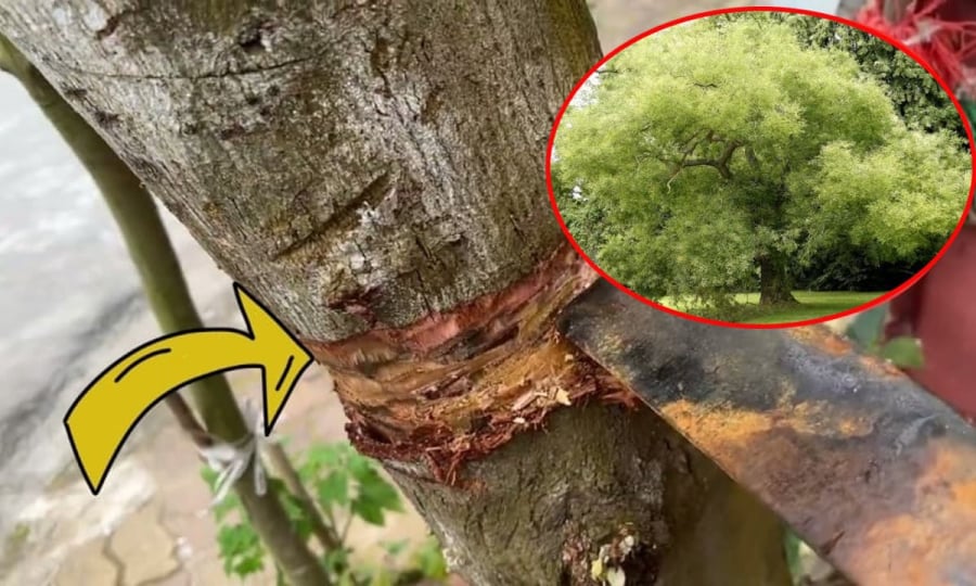 4 loại cây nghèo khổ