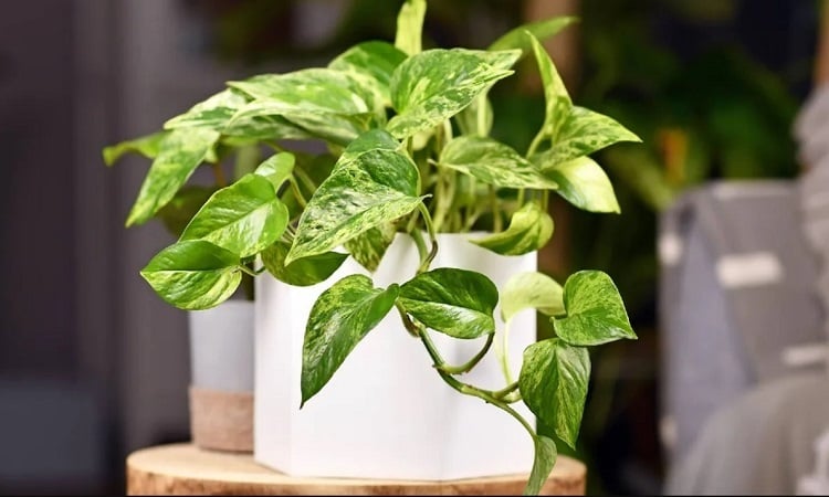 Loại cây được mệnh danh là máy lọc không khí, hút sạch 80% khí độc mỗi ngày