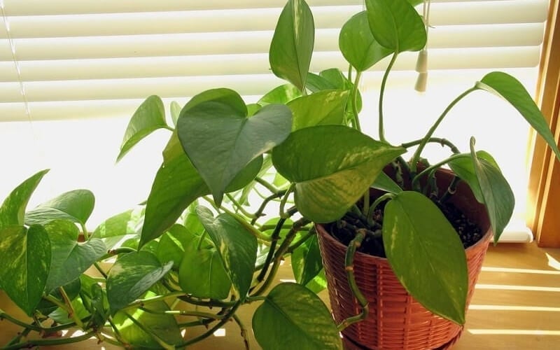 Loại cây được mệnh danh là máy lọc không khí, hút sạch 80% khí độc mỗi ngày