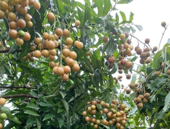 Thuộc họ cam quýt (Rutaceae), quất hồng bì thường mọc hoang hoặc được trồng phổ biến ở các tỉnh miền Bắc như Hòa Bình, Ninh Bình, Quảng Ninh.