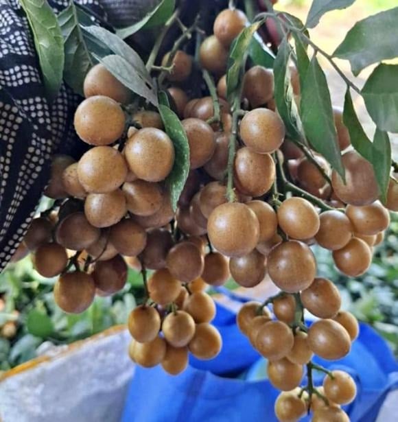 Mùa quất hồng bì thường bắt đầu từ cuối tháng 6 và chỉ kéo dài hơn một tháng, khiến loại quả này trở thành mặt hàng