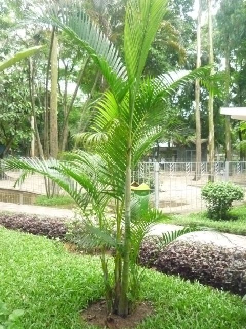 Cây cau cảnh trồng trước nhà giúp cải thiện phong thủy