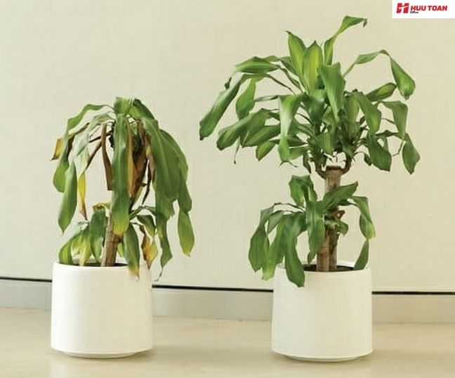 Cây cối héo úa điềm báo chẳng lành