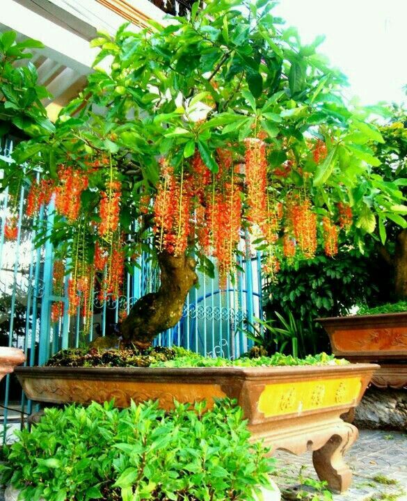 Trồng cây lộc vừng mang lại phong thủy tốt lành