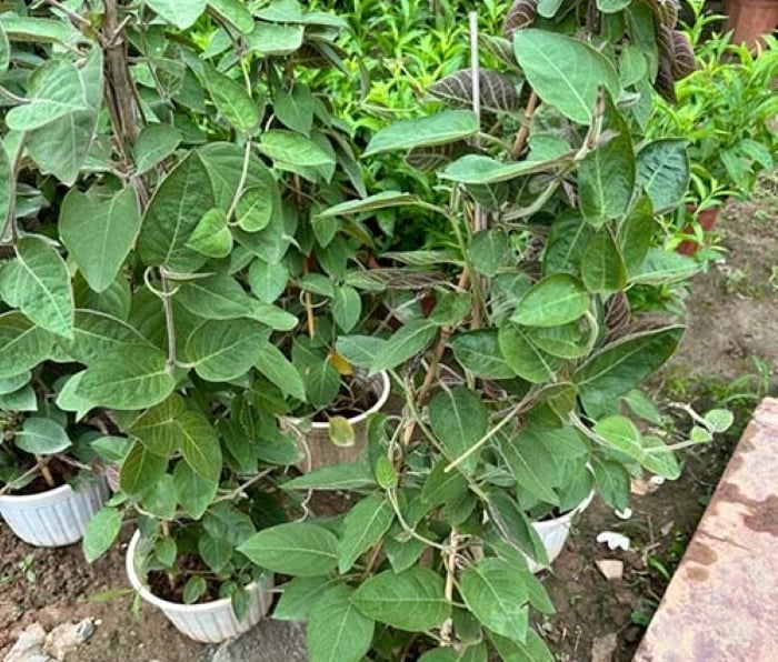 Trồng mơ lông