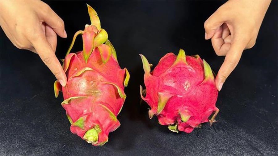 Nên chọn những quả thanh long càng tròn thì càng mọng và ngọt hơn những quả thon dài.