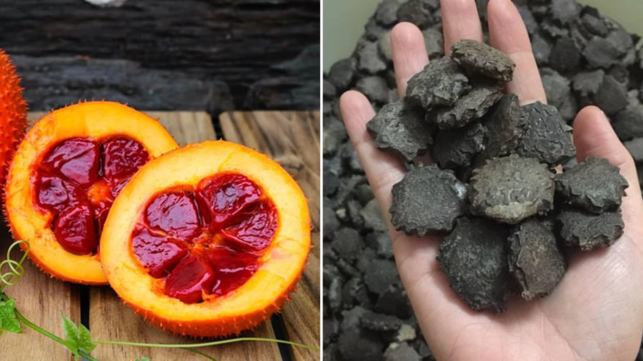 Trong Đông y, hạt gấc được coi là dược liệu dùng để trị một số bệnh.