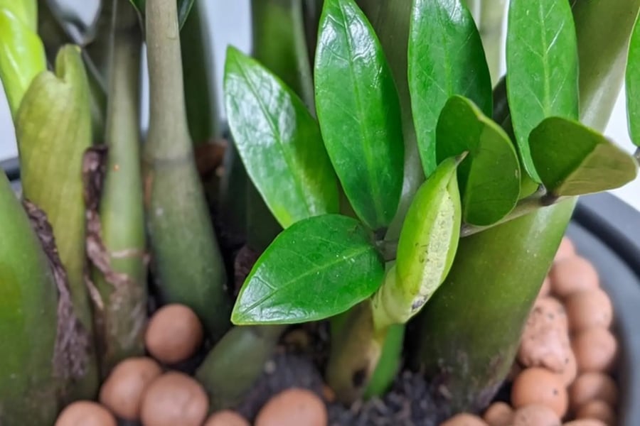 Cây Kim Tiền – loài cây “Phun Vàng Nhả Ngọc” – không chỉ đẹp, dễ trồng mà còn chứa đựng cả một kho tàng ý nghĩa phong thủy và tinh thần.