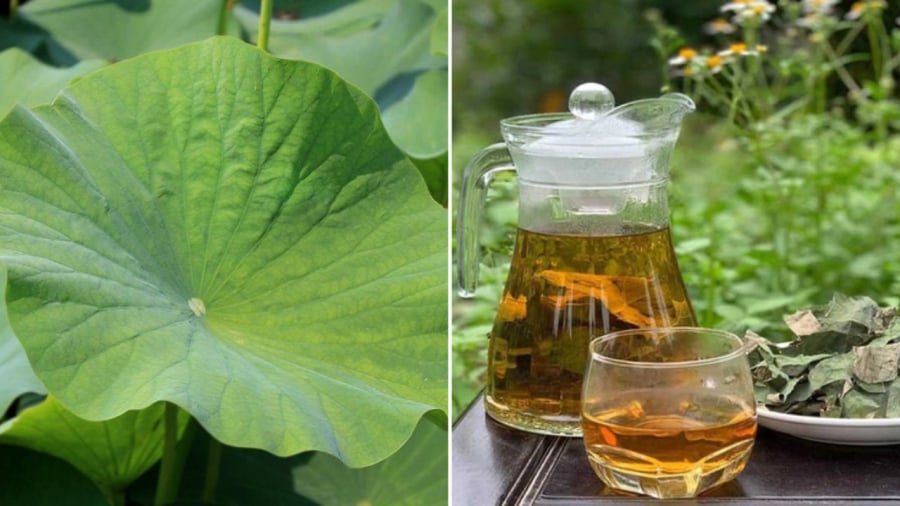Nước lá sen mang lại nhiều lợi ích cho sức khỏe.
