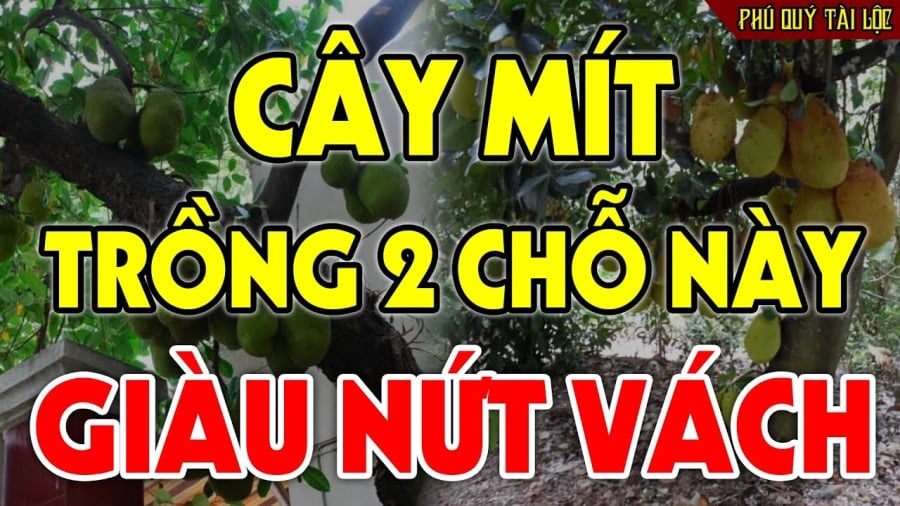 Không trồng cây mít trước nhà, ai buôn bán càng phải nhớ kĩ