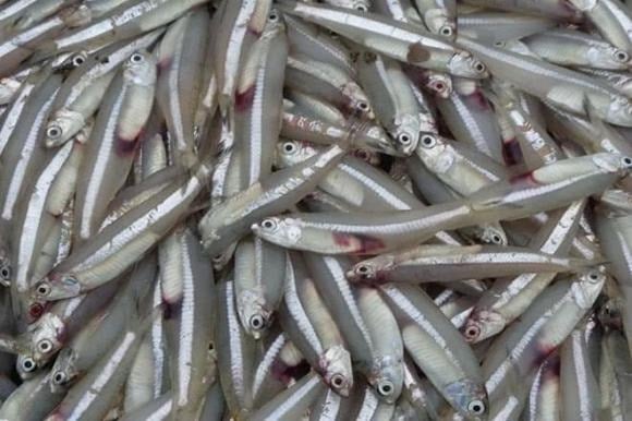 Nhỏ nhưng có võ, cá cơm là “viên ngọc quý” từ biển cả.
