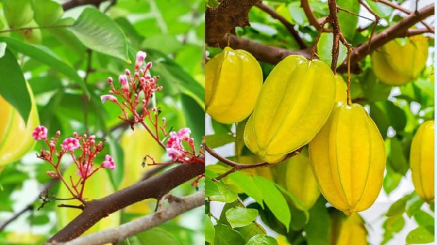 Cây khế mang nhiều ý nghĩa và công dụng