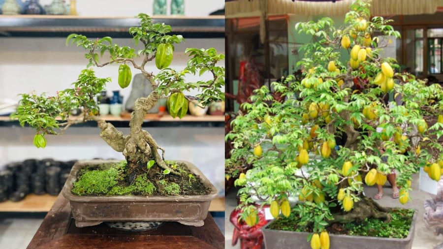 Cây khế thành cây cảnh đẹp và mang ý nghĩa phong thủy tốt lành