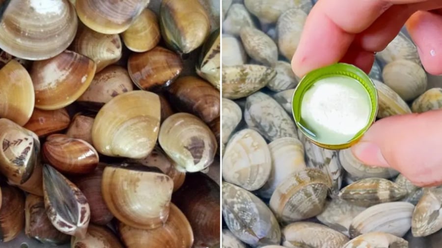 Ngâm ngao với rượu là một cách giúp ngao nhả cát nhanh hơn.