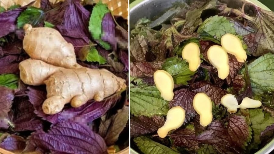 Nước lá tía tô gừng có tác dụng giải cảm, giảm ho rất tốt.