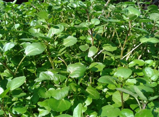 Rau cải xoong giàu dinh dưỡng