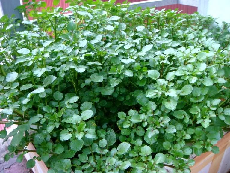 Có thể trồng cải xoong trong thùng xốp