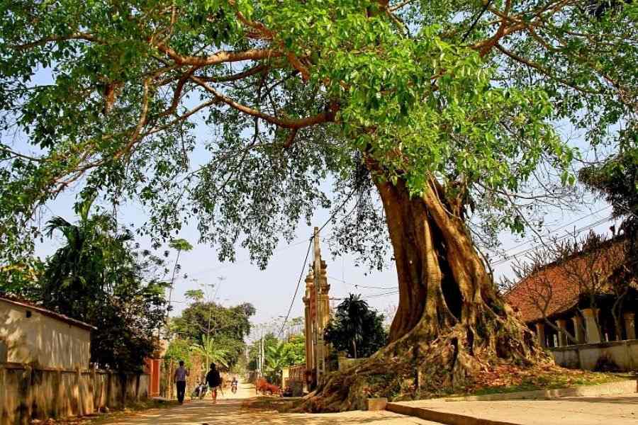 Cây đa linh thiêng chớ nên chặt bỏ