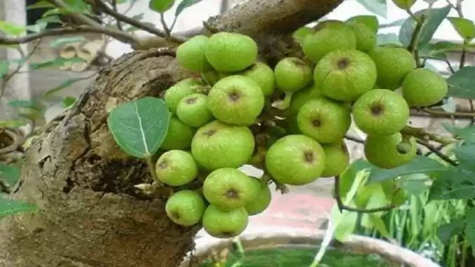 Cây sng biểu trưng cho phúc lộc