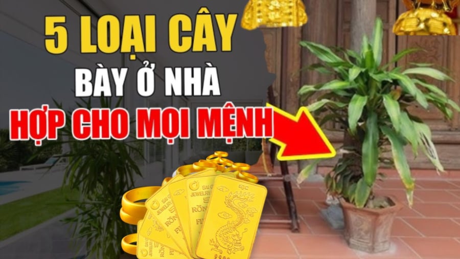 5 loại cây trấn trạch, con cháu muốn giàu đừng dại mà chặt bỏ