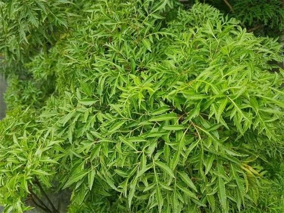 Lưu ý không nên trồng cây đinh lăng ở sau nhà hoặc những nơi ẩm thấp, ô uế – vừa ảnh hưởng đến sinh khí, vừa làm giảm giá trị phong thủy của cây.