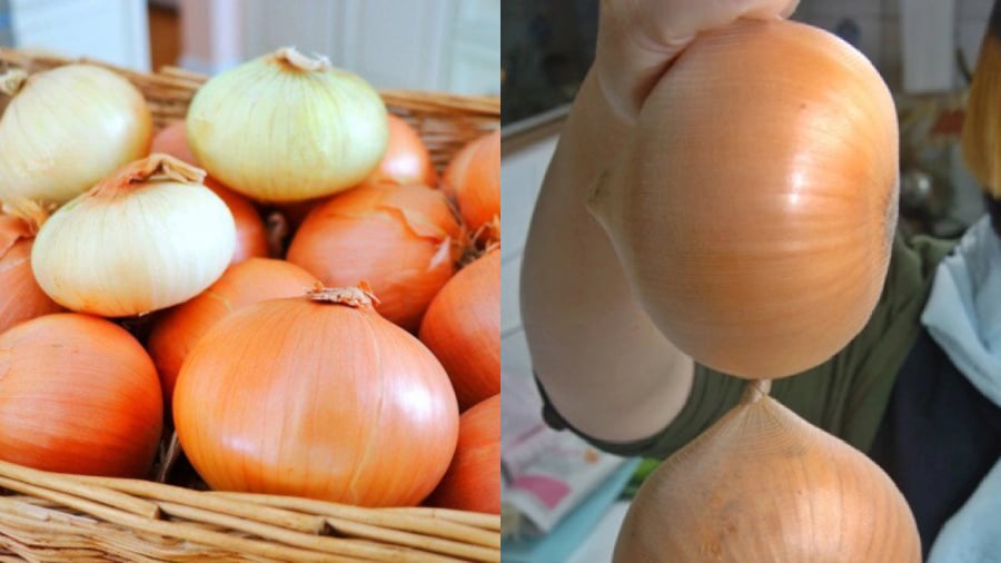Bạn có thể treo hành tây ở nơi khô ráo, thoáng mát. Cách bảo quản hành tây này rất đơn giản lại giữ cho hành tây tươi lâu.