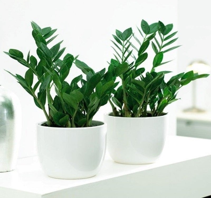 Đặt các cây kim tiền nhỏ trên bàn làm việc