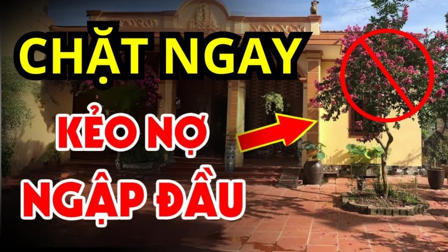 4 loại cây tưởng lành hoá dữ, chặt sớm kẻo rước họa về nhà
