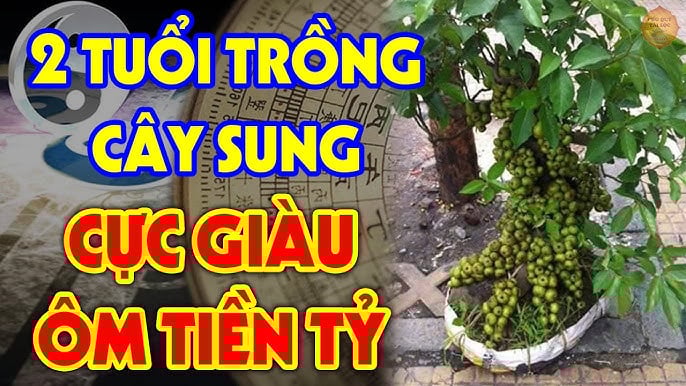 Vị trí trồng Sung “mở vận” cả nhà, Tiền tự tìm đến tận cửa