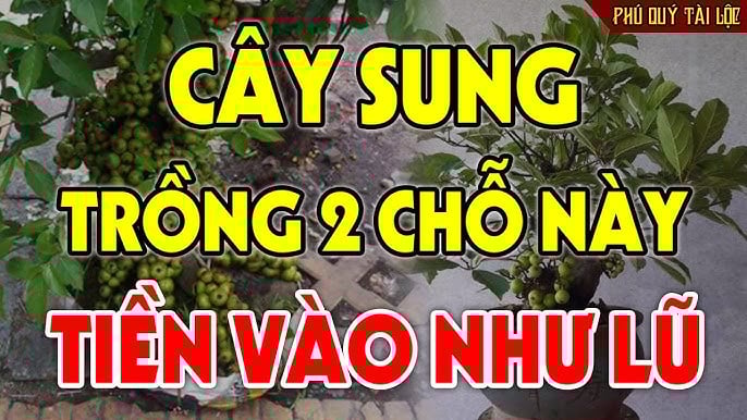 Vị trí trồng Sung “mở vận” cả nhà, Tiền tự tìm đến tận cửa