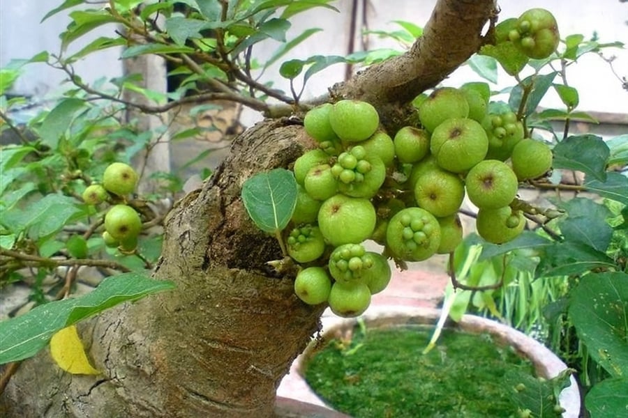 Cây sung phía sau nhà tượng trưng cho hậu phương vững chắc, mang lại cảm giác yên bình và ổn định phong thủy.