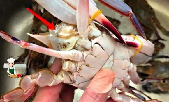 Theo kinh nghiệm dân gian, nếu phần này có màu trắng sáng, ấn vào thấy cứng tay, đó là cua hoặc ghẹ chắc thịt, tươi khỏe.