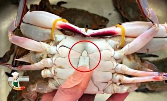 Quan sát kỹ phần bụng và yếm sẽ giúp bạn chọn được cua ghẹ vừa tươi, vừa chắc thịt – không lo tốn tiền oan.