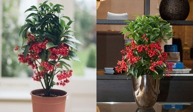 Cây ngân lượng sẽ rất phù hợp với những người mang bản mệnh Thổ và mệnh Hỏa, trợ giúp cho những người mệnh này có được may mắn trong cuộc sống